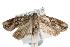  ( - ANIC Gen No. 001755)  @13 [ ] Copyright (2010) Unspecified Australia National Insect Collection