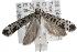  ( - ANIC Gen No. 001779)  @13 [ ] Copyright (2010) Unspecified Australia National Insect Collection