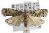  ( - ANIC Gen No. 001780)  @13 [ ] Copyright (2010) Unspecified Australia National Insect Collection