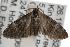  ( - ANIC Gen No. 001787)  @13 [ ] Copyright (2010) Unspecified Australia National Insect Collection