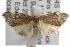  ( - ANIC Gen No. 001803)  @13 [ ] Copyright (2010) Unspecified Australia National Insect Collection