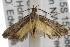  ( - ANIC Gen No. 001814)  @13 [ ] Copyright (2010) Unspecified Australia National Insect Collection