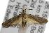  ( - ANIC Gen No. 001822)  @13 [ ] Copyright (2010) Unspecified Australia National Insect Collection