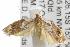  ( - ANIC Gen No. 001825)  @14 [ ] Copyright (2010) Unspecified Australia National Insect Collection