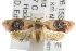  ( - ANIC Gen No. 001827)  @13 [ ] Copyright (2010) Unspecified Australia National Insect Collection