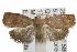  ( - ANIC Gen No. 001829)  @13 [ ] Copyright (2010) Unspecified Australia National Insect Collection