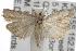  ( - ANIC Gen No. 001839)  @13 [ ] Copyright (2010) Unspecified Australia National Insect Collection