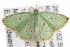  ( - ANIC Gen No. 001843)  @14 [ ] Copyright (2010) Unspecified Australia National Insect Collection