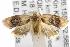 ( - ANIC Gen No. 001845)  @13 [ ] Copyright (2010) Unspecified Australia National Insect Collection