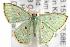  ( - ANIC Gen No. 001847)  @13 [ ] Copyright (2010) Unspecified Australia National Insect Collection