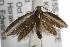  ( - ANIC Gen No. 001861)  @13 [ ] Copyright (2010) Unspecified Australia National Insect Collection