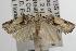  ( - ANIC Gen No. 001874)  @12 [ ] Copyright (2010) Unspecified Australia National Insect Collection