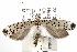  (Yponomeuta internellus - ANIC Gen No. 001876)  @14 [ ] Copyright (2010) Unspecified Australia National Insect Collection