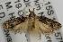  ( - ANIC Gen No. 001892)  @14 [ ] Copyright (2010) Unspecified Australia National Insect Collection