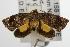  ( - ANIC Gen No. 001903)  @13 [ ] Copyright (2010) Unspecified Australia National Insect Collection