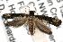  ( - ANIC Gen No. 001934)  @14 [ ] Copyright (2010) Unspecified Australia National Insect Collection
