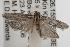  (Agriophara sp. ANIC6 - ANIC Gen No. 001950)  @13 [ ] Copyright (2010) Unspecified Australia National Insect Collection