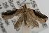  ( - ANIC Gen No. 001954)  @13 [ ] Copyright (2010) Unspecified Australia National Insect Collection
