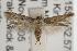  ( - ANIC Gen No. 001970)  @14 [ ] Copyright (2010) Unspecified Australia National Insect Collection