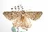  ( - ANIC Gen No. 001988)  @13 [ ] Copyright (2010) Unspecified Australia National Insect Collection