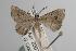  ( - ANIC Gen No. 001989)  @13 [ ] Copyright (2010) Unspecified Australia National Insect Collection