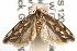  ( - ANIC Gen No. 001993)  @13 [ ] Copyright (2010) Unspecified Australia National Insect Collection
