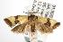  ( - ANIC Gen No. 001996)  @14 [ ] Copyright (2010) Unspecified Australia National Insect Collection