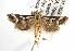  ( - ANIC Gen No. 001999)  @13 [ ] Copyright (2010) Unspecified Australia National Insect Collection