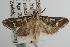  ( - ANIC Gen No. 002000)  @13 [ ] Copyright (2010) Unspecified Australia National Insect Collection