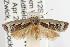  ( - ANIC Gen No. 003059)  @14 [ ] Copyright (2010) Unspecified Australia National Insect Collection