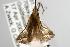  ( - ANIC Gen No. 003062)  @13 [ ] Copyright (2010) Unspecified Australia National Insect Collection