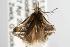  ( - ANIC Gen No. 003064)  @13 [ ] Copyright (2010) Unspecified Australia National Insect Collection