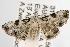  ( - ANIC Gen No. 003068)  @14 [ ] Copyright (2010) Unspecified Australia National Insect Collection
