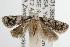  ( - ANIC Gen No. 003070)  @14 [ ] Copyright (2010) Unspecified Australia National Insect Collection