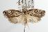  ( - ANIC Gen No. 003072)  @14 [ ] Copyright (2010) Unspecified Australia National Insect Collection