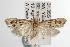  ( - ANIC Gen No. 003076)  @14 [ ] Copyright (2010) Unspecified Australia National Insect Collection