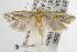  ( - ANIC Gen No. 003077)  @14 [ ] Copyright (2010) Unspecified Australia National Insect Collection