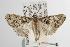  ( - ANIC Gen No. 003079)  @14 [ ] Copyright (2010) Unspecified Australia National Insect Collection