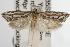  ( - ANIC Gen No. 003080)  @14 [ ] Copyright (2010) Unspecified Australia National Insect Collection