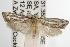  ( - ANIC Gen No. 003082)  @14 [ ] Copyright (2010) Unspecified Australia National Insect Collection