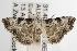  ( - ANIC Gen No. 003083)  @14 [ ] Copyright (2010) Unspecified Australia National Insect Collection