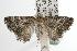  ( - ANIC Gen No. 003101)  @12 [ ] Copyright (2010) Unspecified Australia National Insect Collection