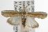 ( - ANIC Gen No. 003103)  @13 [ ] Copyright (2010) Unspecified Australia National Insect Collection