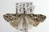  ( - ANIC Gen No. 003107)  @13 [ ] Copyright (2010) Unspecified Australia National Insect Collection