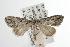  ( - ANIC Gen No. 003108)  @14 [ ] Copyright (2010) Unspecified Australia National Insect Collection