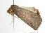  ( - ANIC Gen No. 003125)  @13 [ ] Copyright (2010) Unspecified Australia National Insect Collection