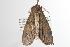  ( - ANIC Gen No. 003126)  @13 [ ] Copyright (2010) Unspecified Australia National Insect Collection