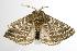 ( - ANIC Gen No. 003141)  @14 [ ] Copyright (2010) Unspecified Australia National Insect Collection