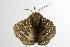  ( - ANIC Gen No. 003142)  @12 [ ] Copyright (2010) Unspecified Australia National Insect Collection
