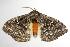  ( - ANIC Gen No. 003145)  @14 [ ] Copyright (2010) Unspecified Australia National Insect Collection